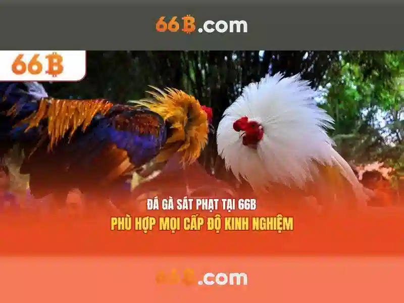 Ứng dụng và tương lai của 66b