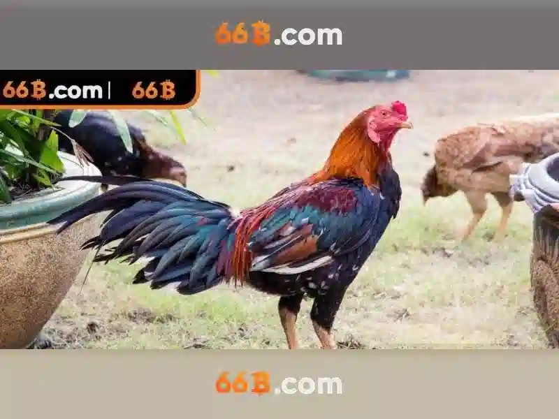 66B: Mô hình ngôn ngữ quy mô lớn và ứng dụng