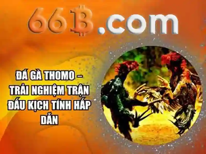 66b là gì?