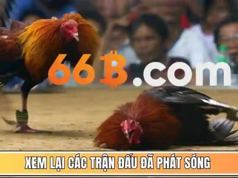 Khái niệm cấu trúc của 66b Khái niệm cấu trúc của 66b